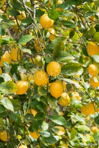 Picture of Branches of ripe lemons with buds